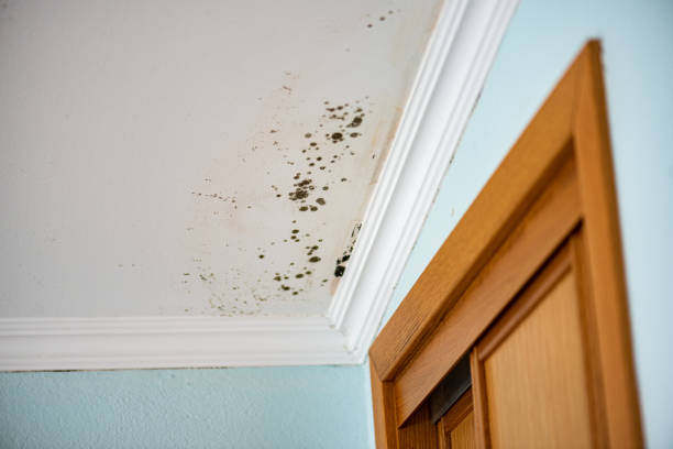 Best Certified Mold Removal  in Swisher, IA