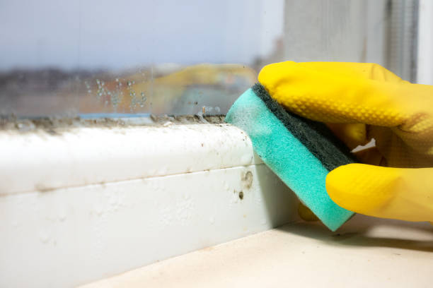Best Mold Damage Repair  in Swisher, IA