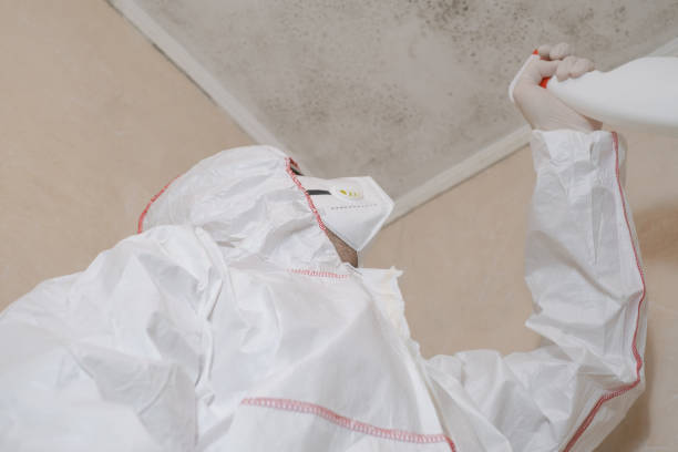 Best Office Mold Removal Services  in Swisher, IA