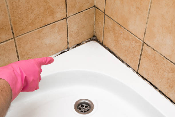 Mold Removal and Inspection in Swisher, IA